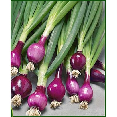Bột Hành Ta 100g TG FOODS - thơm vị truyền thống [date mới nhất]