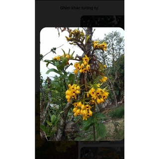 1 khóm hoa lan trầm vàng 45k