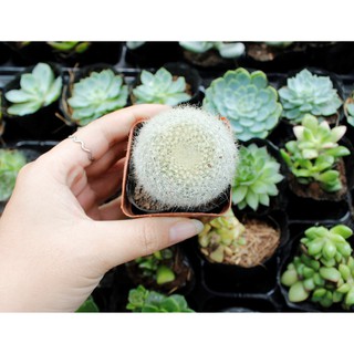 Xương Rồng Lông Thiên Nga