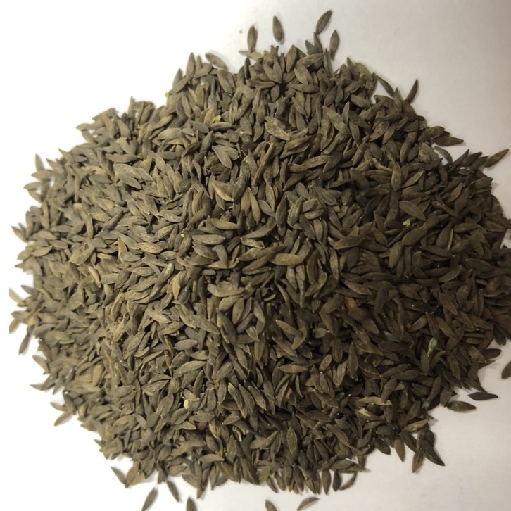 Hạt Giống Xà Lách Chịu Nhiệt 5gr