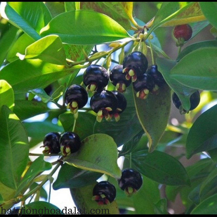 Cây Cherry anh đào giống có trái màu đen, ra hoa quanh năm.