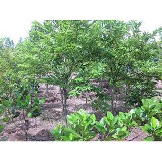Giống cây na tím