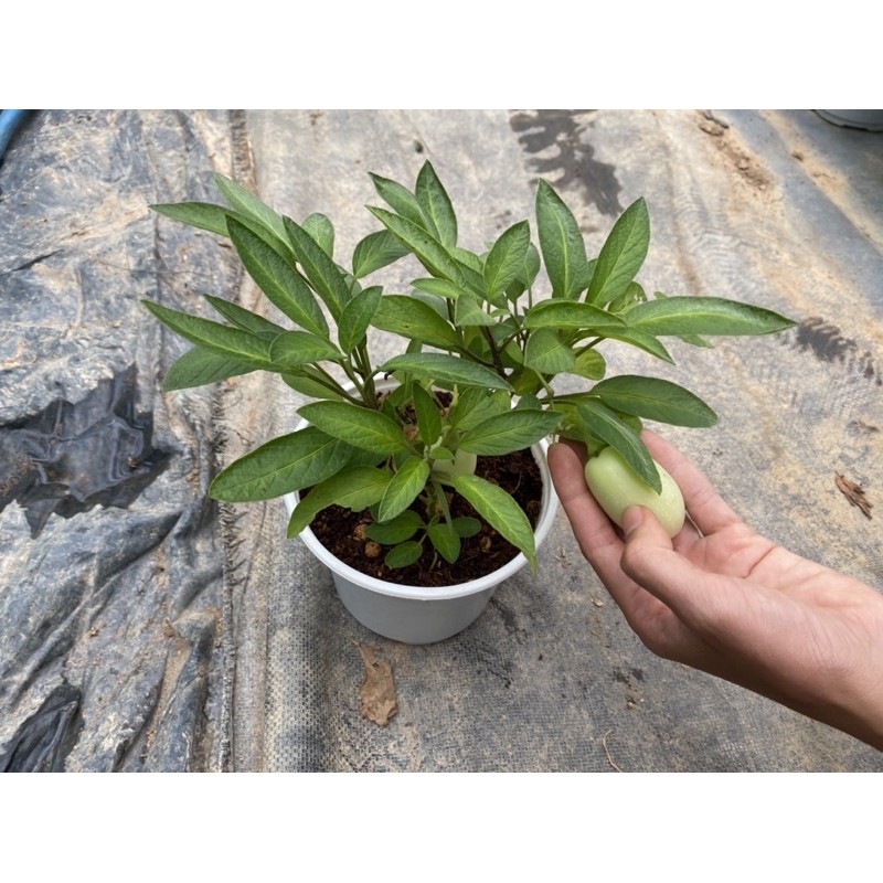 CÂY DƯA PEPINO VÀNG & TÍM - GIỐNG NAM MỸ