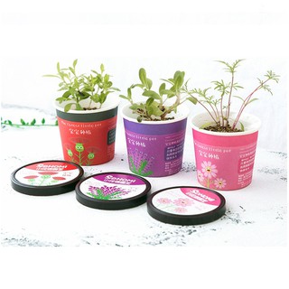 Combo 4 Chậu Hạt Giống Trồng Cây Trang Trí ( xả kho - móp hộp )