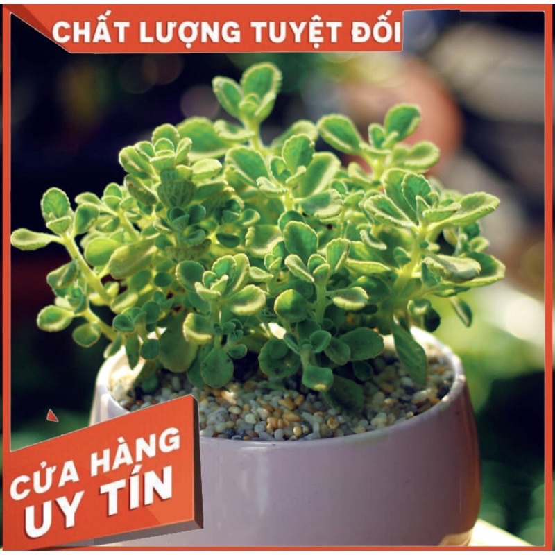 Nhất mạt hương, sen thơm