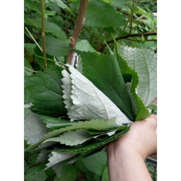 Củ Gai Tươi Dưỡng Thai, An Thai