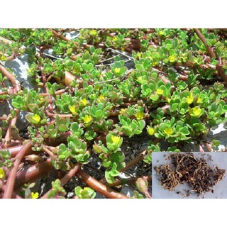 1gr - HẠT GIỐNG RAU SAM