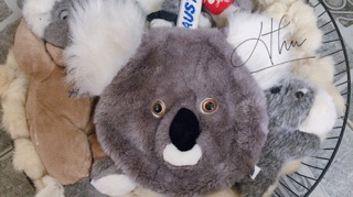 SET KOALA NHỒI BÔNG ĐỦ SIZE