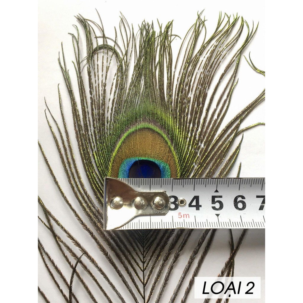 Lông công phong thủy Q Decor, dài 25-30cm, Mắt to 4-6cm, nhập khẩu Ấn Độ