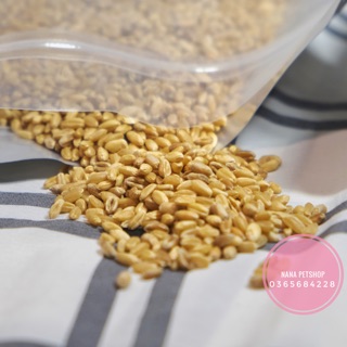 HẠT CỎ LÚA MÌ CHO MÈO 500G