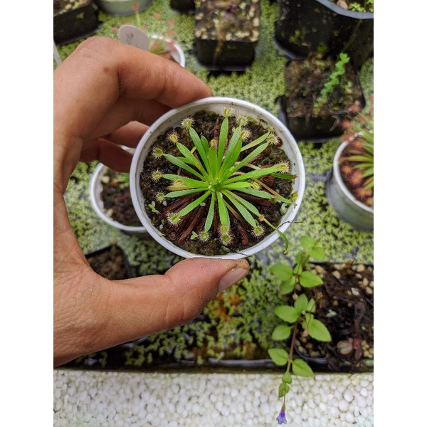 cây cảnh cây bắt mồi