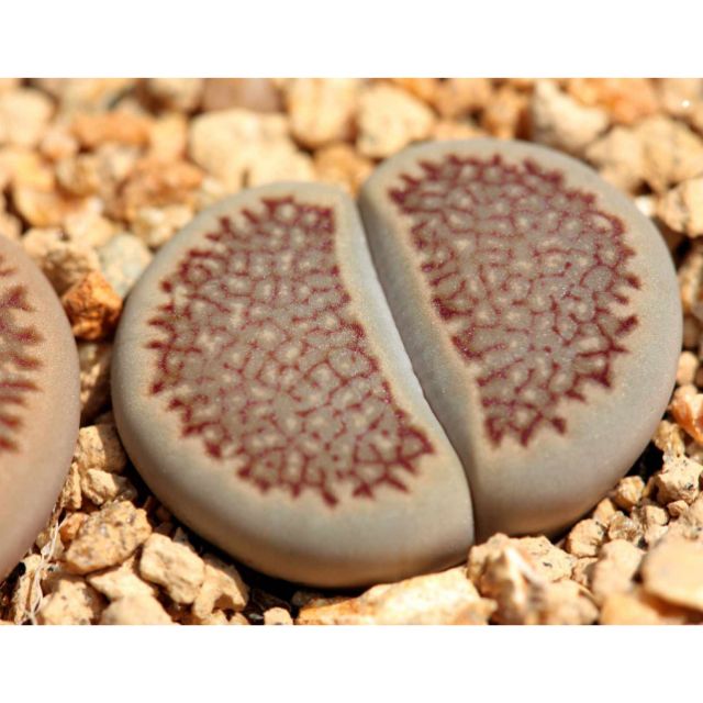 Lithops hallii size 1cm-2cm