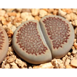 Lithops hallii size 1cm-2cm