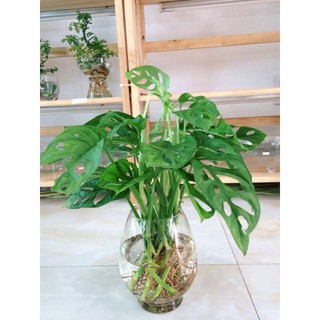 Cây Trầu bà lỗ