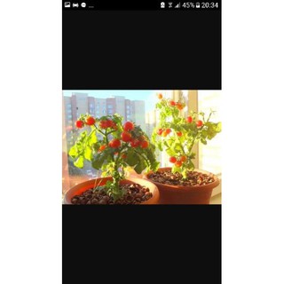 Cà chua bi đón tết