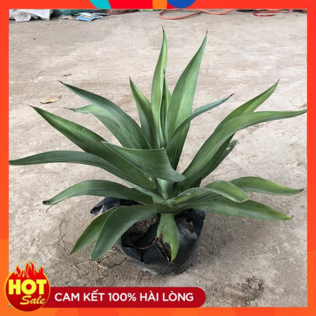Cây dứa cảnh (ngọc giá), Cao 20cm đầu lá có gai viền sần sùi bắt mắt, sức sống cực mãnh liệt.