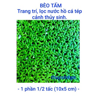 Bèo Tấm trang trí và lọc nước bể thủy sinh cá cảnh