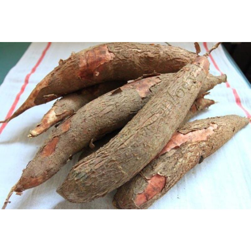 1KG Củ Khoai Mì  Tươi & Khô