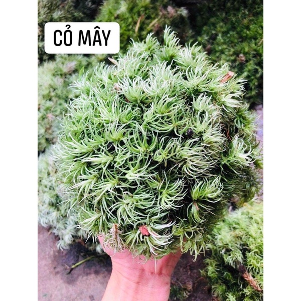Rêu Cỏ Mây