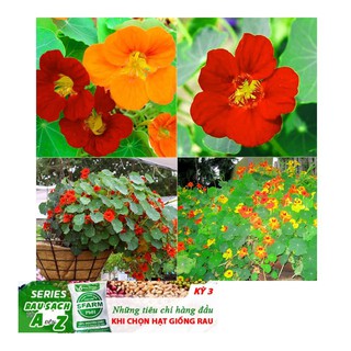Hạt Giống Hoa Sen Cạn - 5 Hạt