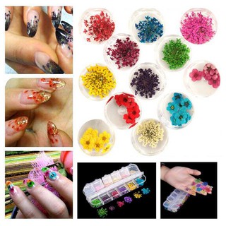 SET HOA KHÔ CHÙM 12 MÀU
