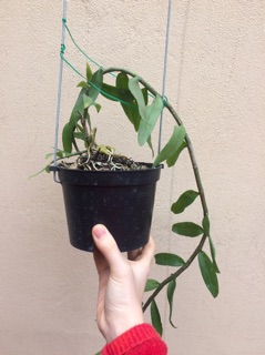 Hoa lan dã hạc pháp