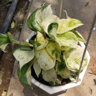 Trầu bà Sữa