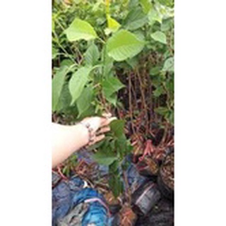 Cây cherry anh đào mỹ
