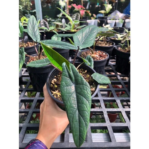Alocasia Scalprum 🍃🍃🍃