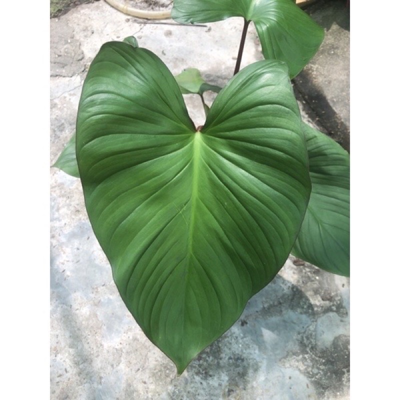 Cây thiên niên kiện