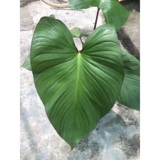 Cây thiên niên kiện