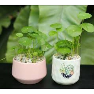 Cây cỏ đồng tiền để bàn- cỏ Nhật may mắn (Xả kho hàng giad rẻ vô địch Freeship toàn quốc)