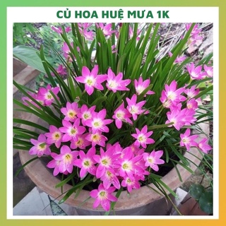 DEAL 1K 1 Củ hoa huệ mưa dễ trồng và chăm sóc tỉ lệ nảy mầm tốt