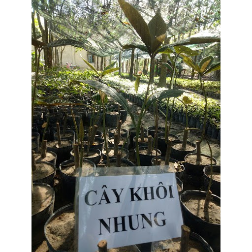 1KG Lá Khôi Tía  hàng loại 1