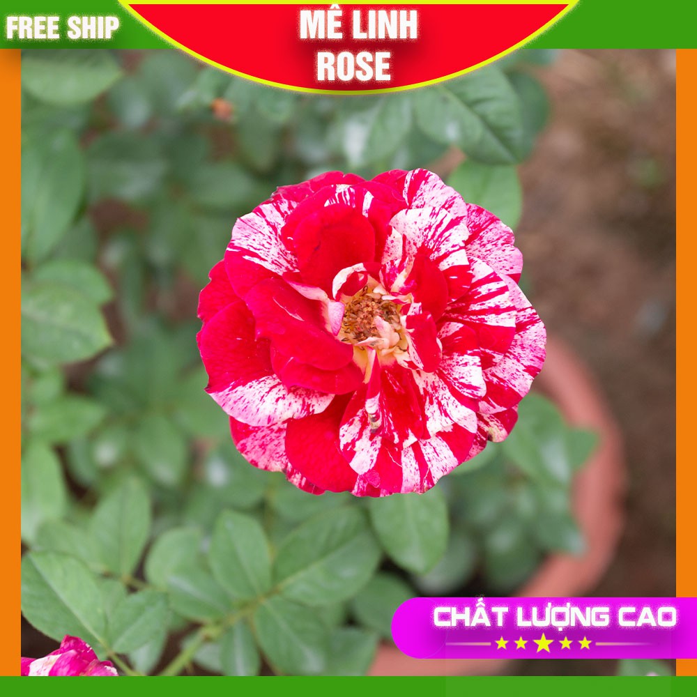 Cây Hoa Hồng 🌹☘𝗙𝗿𝗲𝗲 𝗦𝗵𝗶𝗽🌹 HƯƠNG THƠM NGỌT NGÀO TỪ XỨ PHÁP 🌷 màu Sọc Đỏ Trắng, hương thơm ngọt ngà