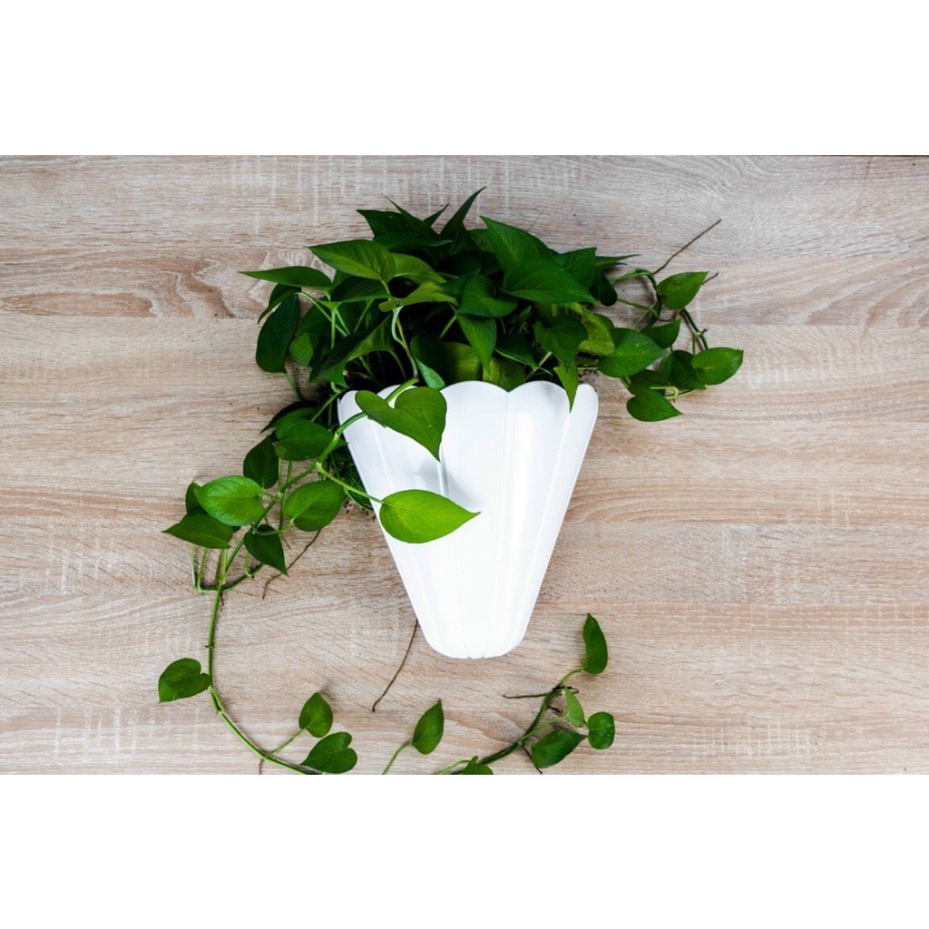 Chậu ốp Tường Chóp [mẫu mới] decor tường ban công, trang trí cửa sổ siêu cute