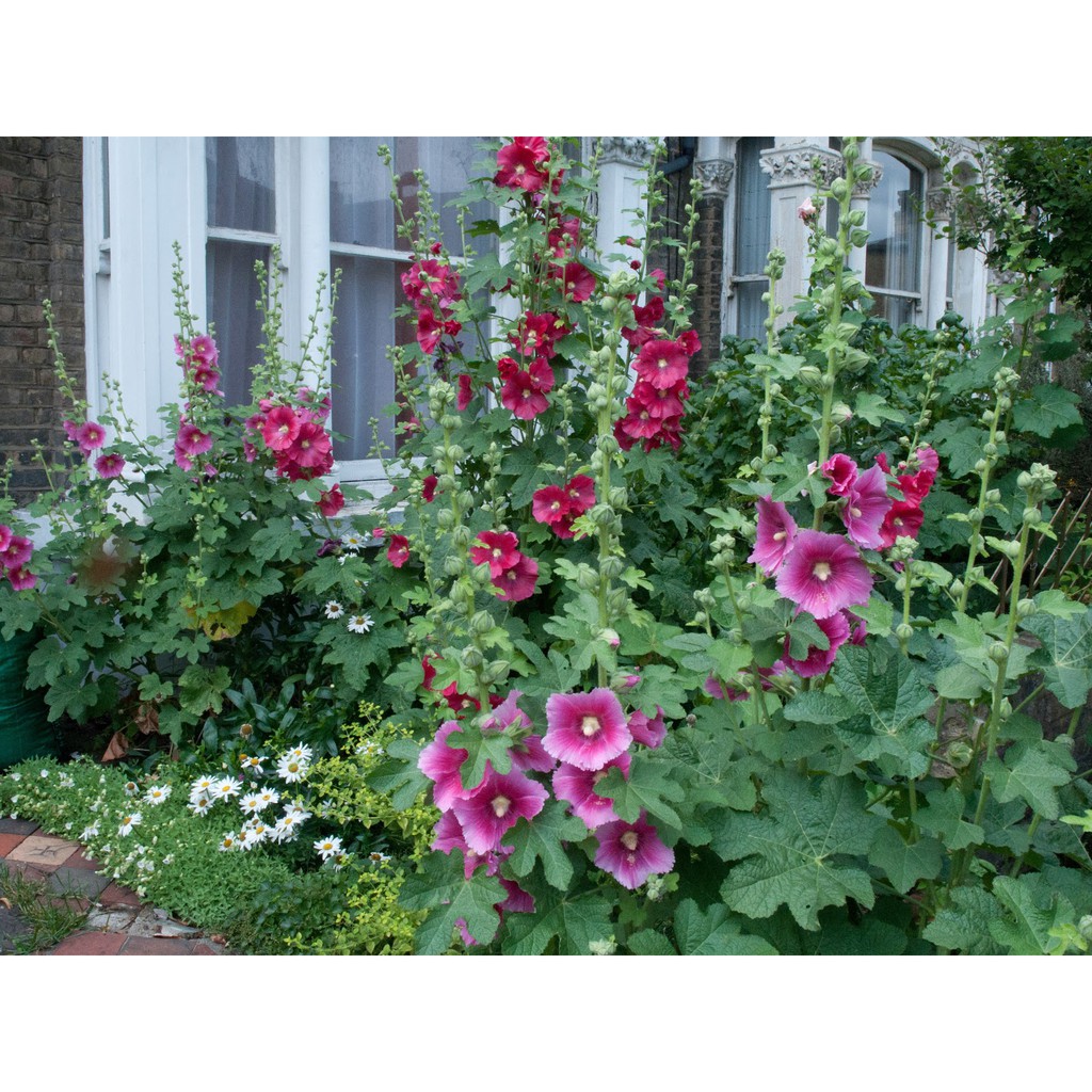 Hạt Giống hoa Mãn Đình Hồng Mix Màu 100 hạt