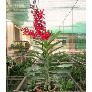 Lan Hoàng Tử Đỏ  - Renred