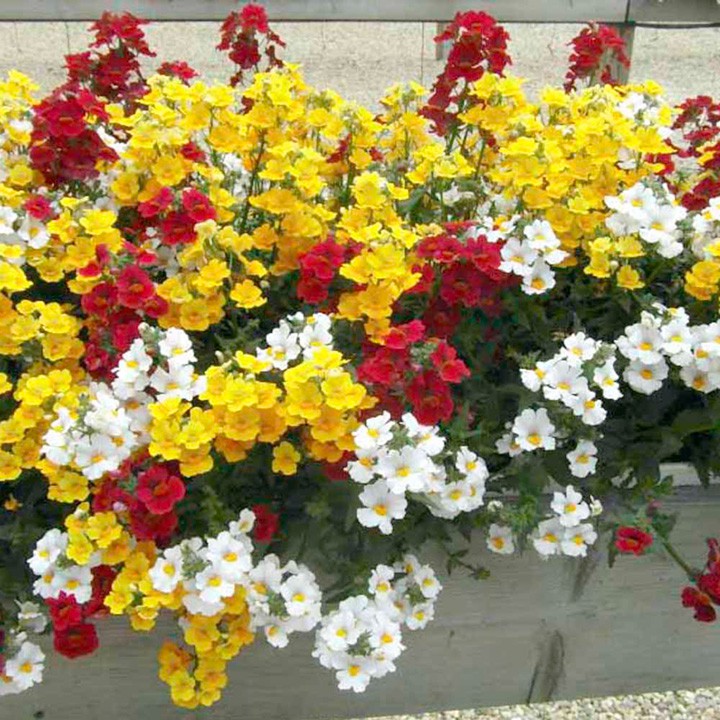 Hạt giống hoa Cúc Nemesia Mix