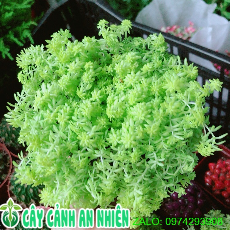 Sen Sedum vàng