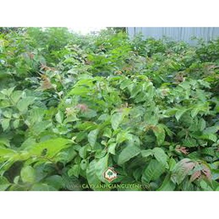 Combo 7 cây sao đen cao 50cm