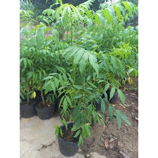 Cây cóc Thái giống, trồng ra trái ngay, chỉ 50k