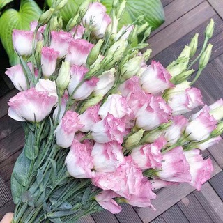 Hạt giống cánh hoa hạt giống cát tường 100 Hạt giống