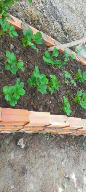 Cây giống dâu tây siêu ngọt