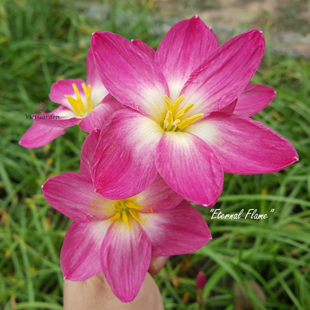Củ hoa huệ mưa Hồng cánh sen Eternal Flame bông to, màu đậm siêu xinh_Củ hoa tóc tiên ngoại nhập mã A02