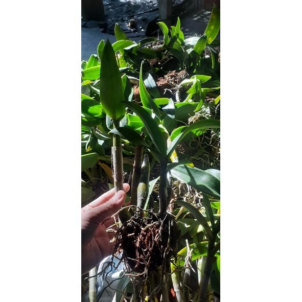 Hoa Lan Dendro Màu Nắng Xé Chậu thanh lý, 1 khóm cây tươi đẹp từ 1 đến 2 thân