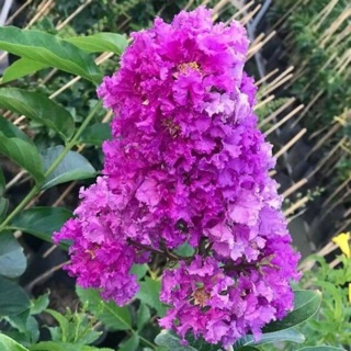 Cây bằng lăng thái màu tím