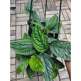 trầu bà hạnh phúc