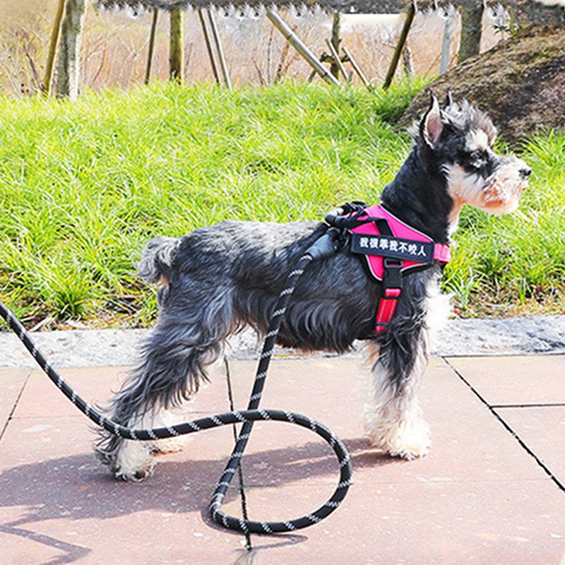 XjDây Buộc Dùng Dắt Thú Cưng Đi Dạo Tiện Lợi