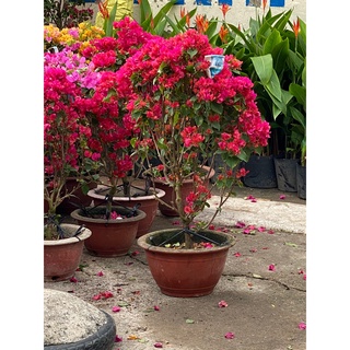 Cây Hoa Giấy (Chỉ giao hoả tốc)